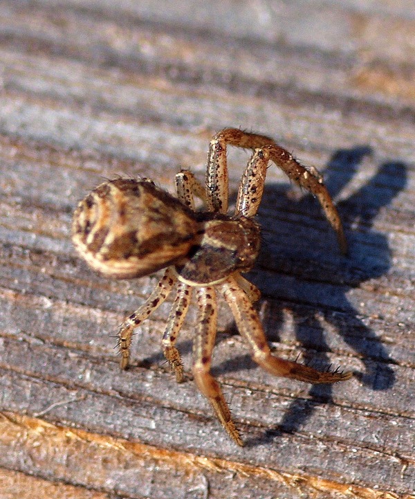 Xysticus sp.